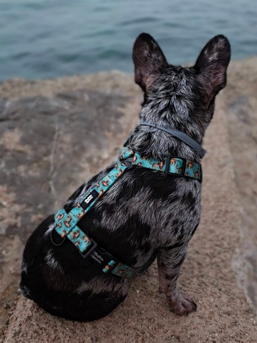 ARNÉS WATERPROOF FLOW BENGALA