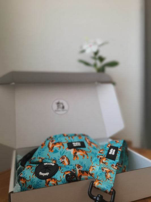 PACK ARNÉS AJUSTABLE FLOW BENGALA